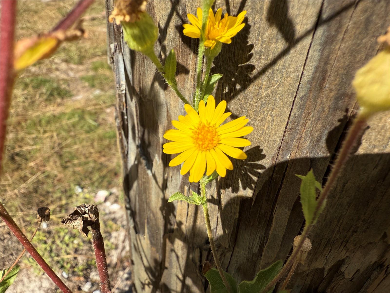 A & A ESTATES - Land