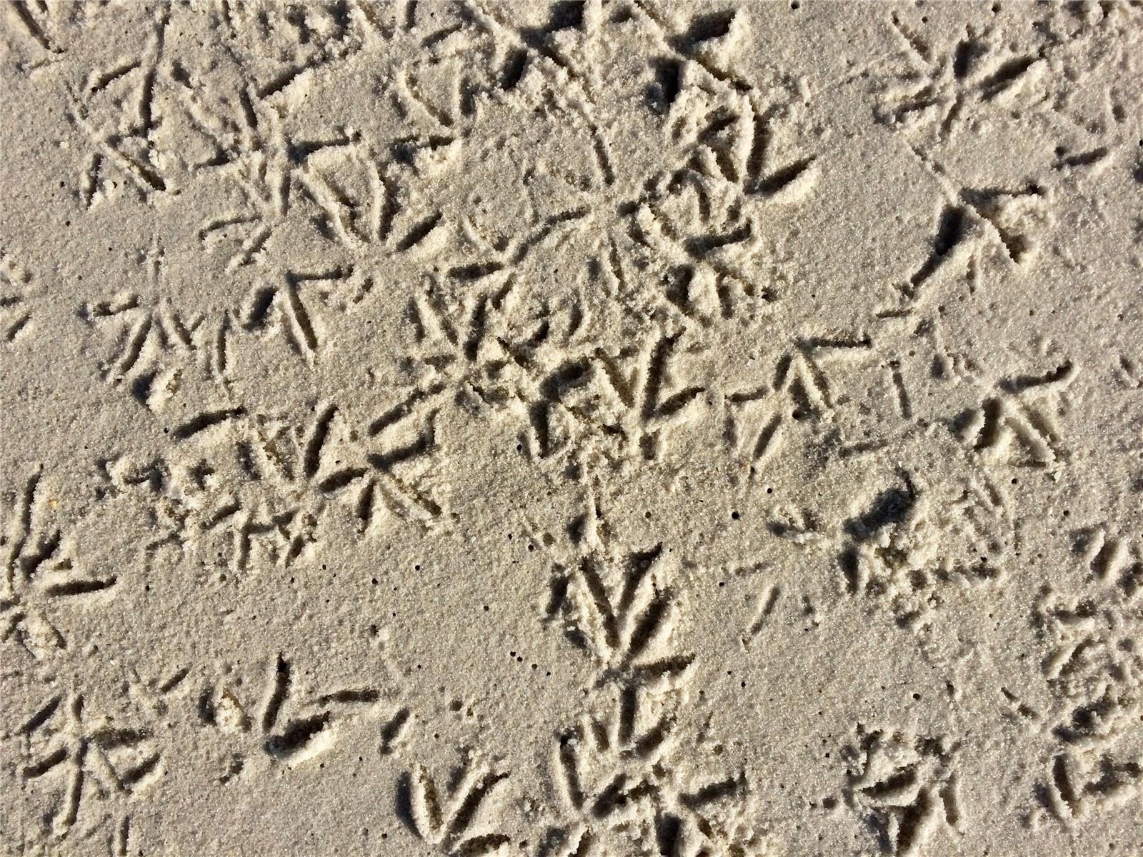 GULFSHORE OF LONGBOAT KEY - Residential