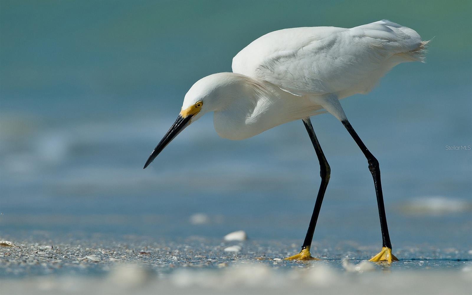 TAMARIND GULF & BAY BLDG C-1 - Residential