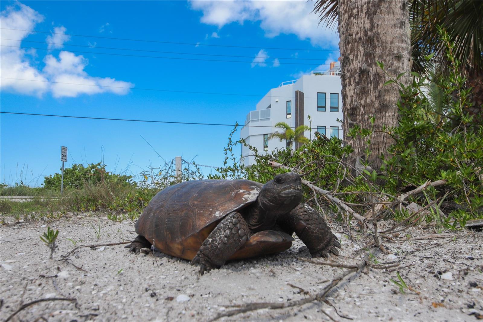 PALM ISLAND ESTATE - Land