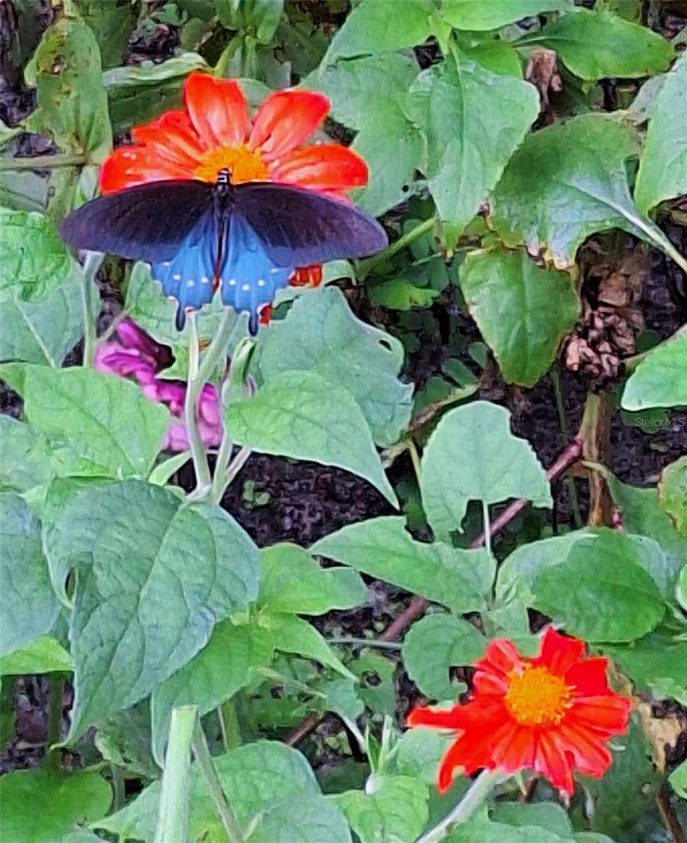 RAINBOW SPGS 04 REP - Residential