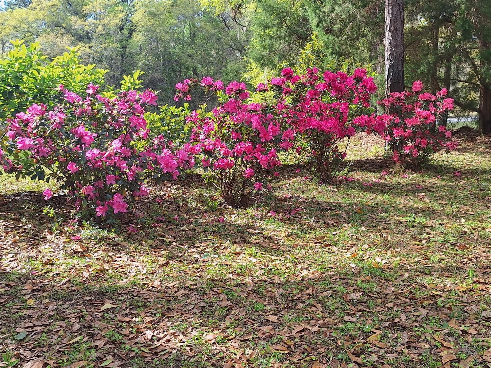 RAINBOW SPGS 04 REP - Residential