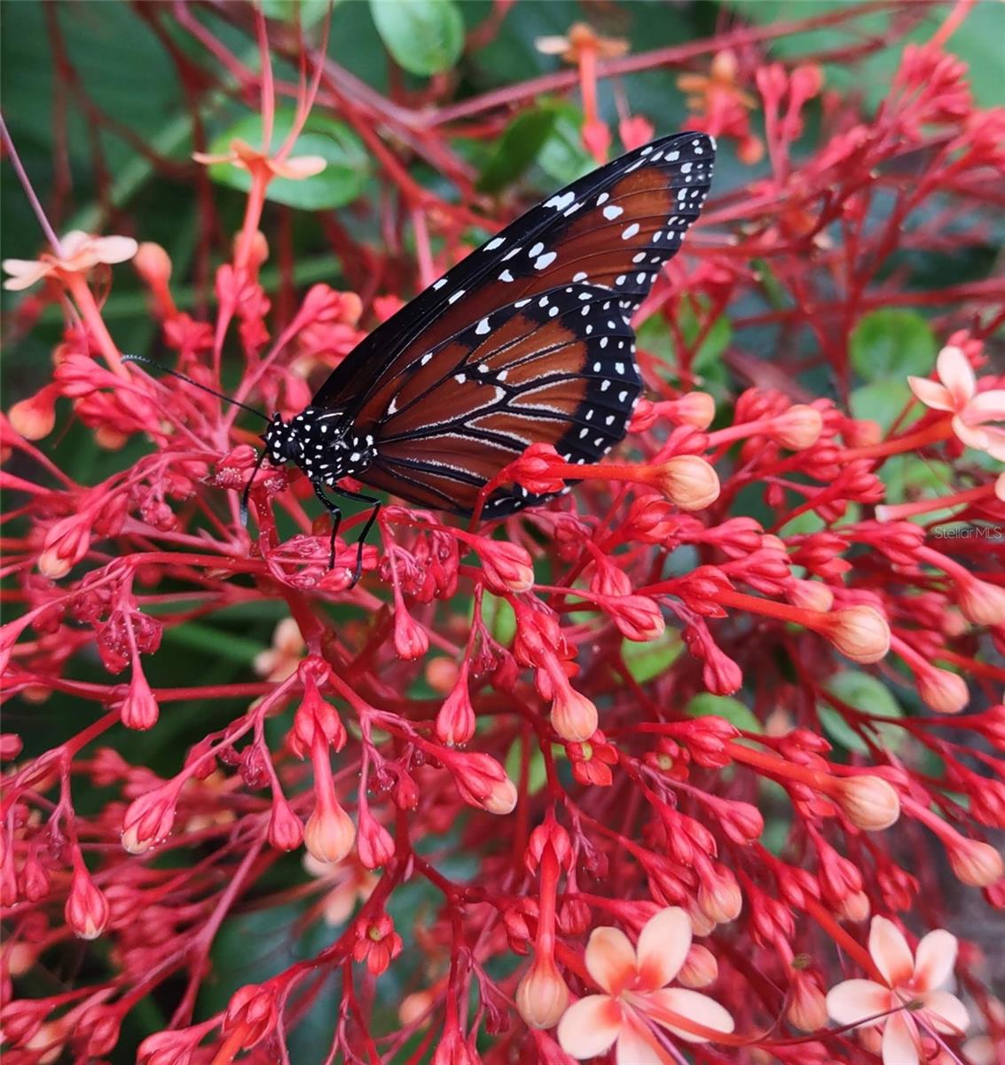 RAINBOW SPGS 04 REP - Residential