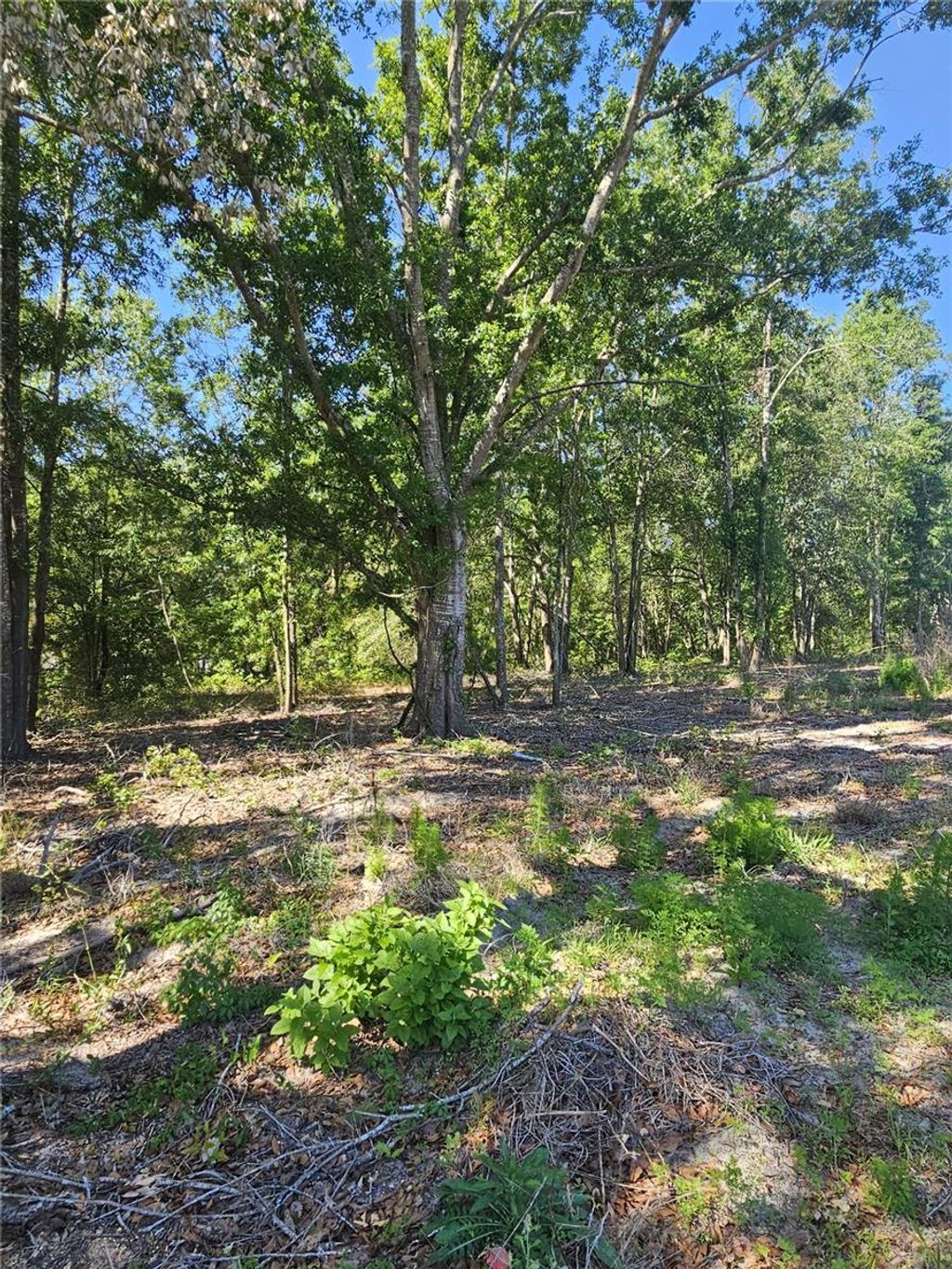 Photo of 000 SW Mixson Road, Lake City, FL 32024 (MLS # TB8499733)