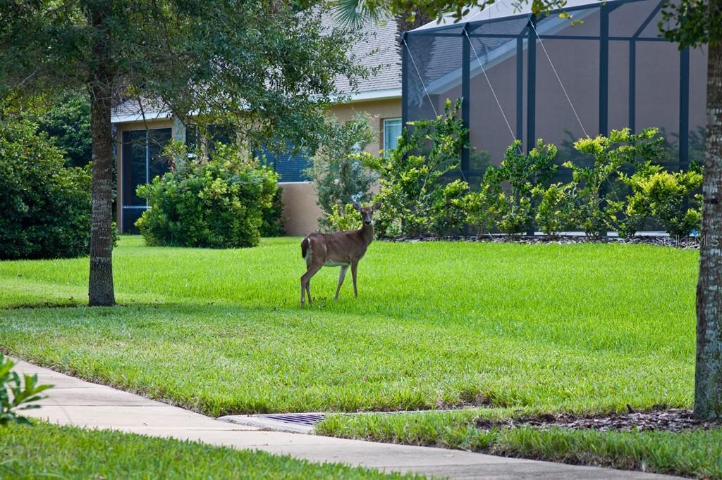 SANCTUARY SUB - Land