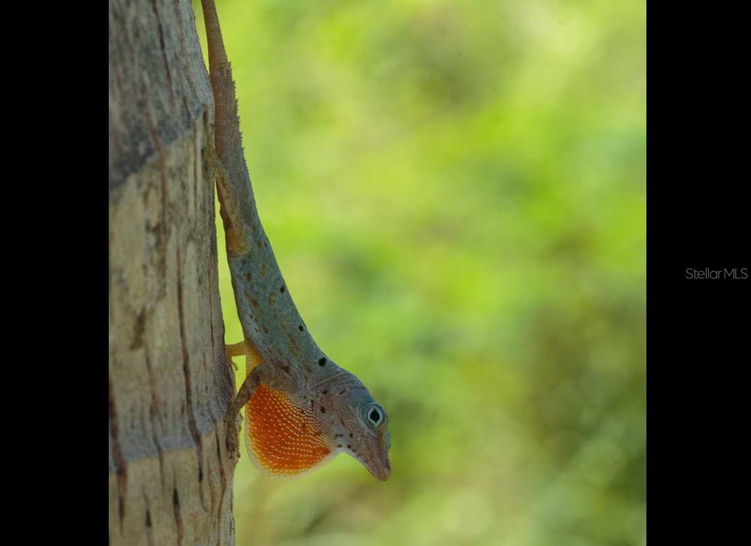 BARRIO FLAMENCO - Residential Income