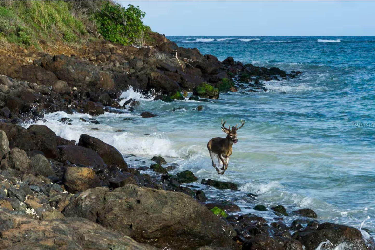 BARRIO FLAMENCO - Residential Income