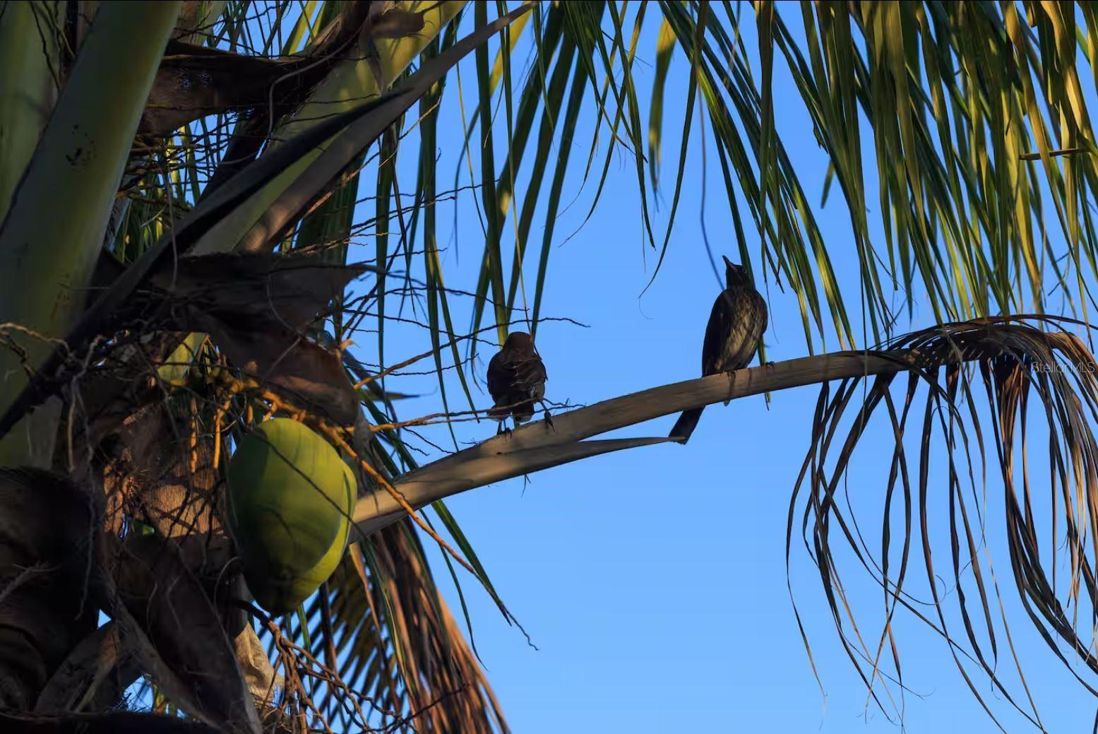 BARRIO FLAMENCO - Residential Income