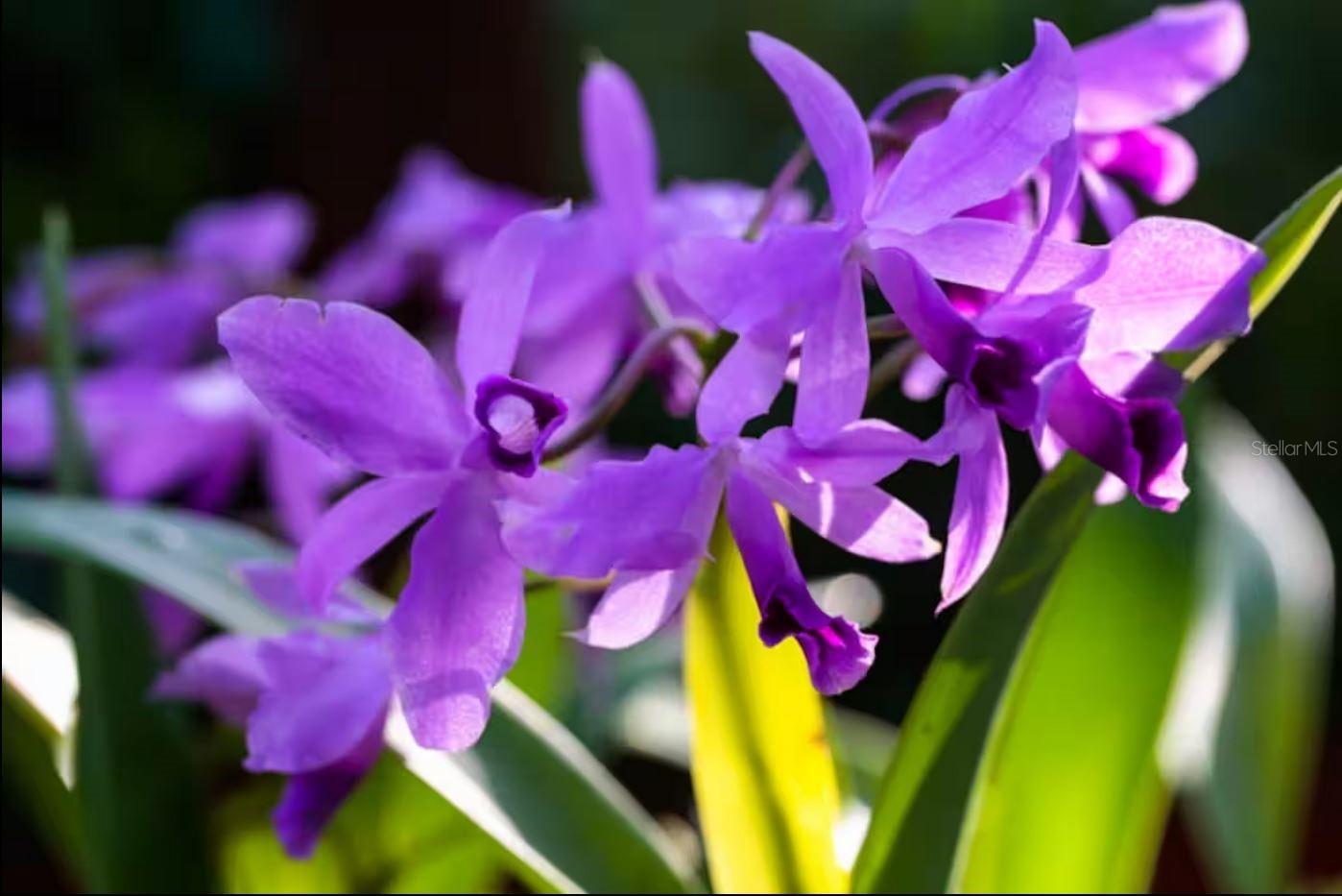 BARRIO FLAMENCO - Residential Income