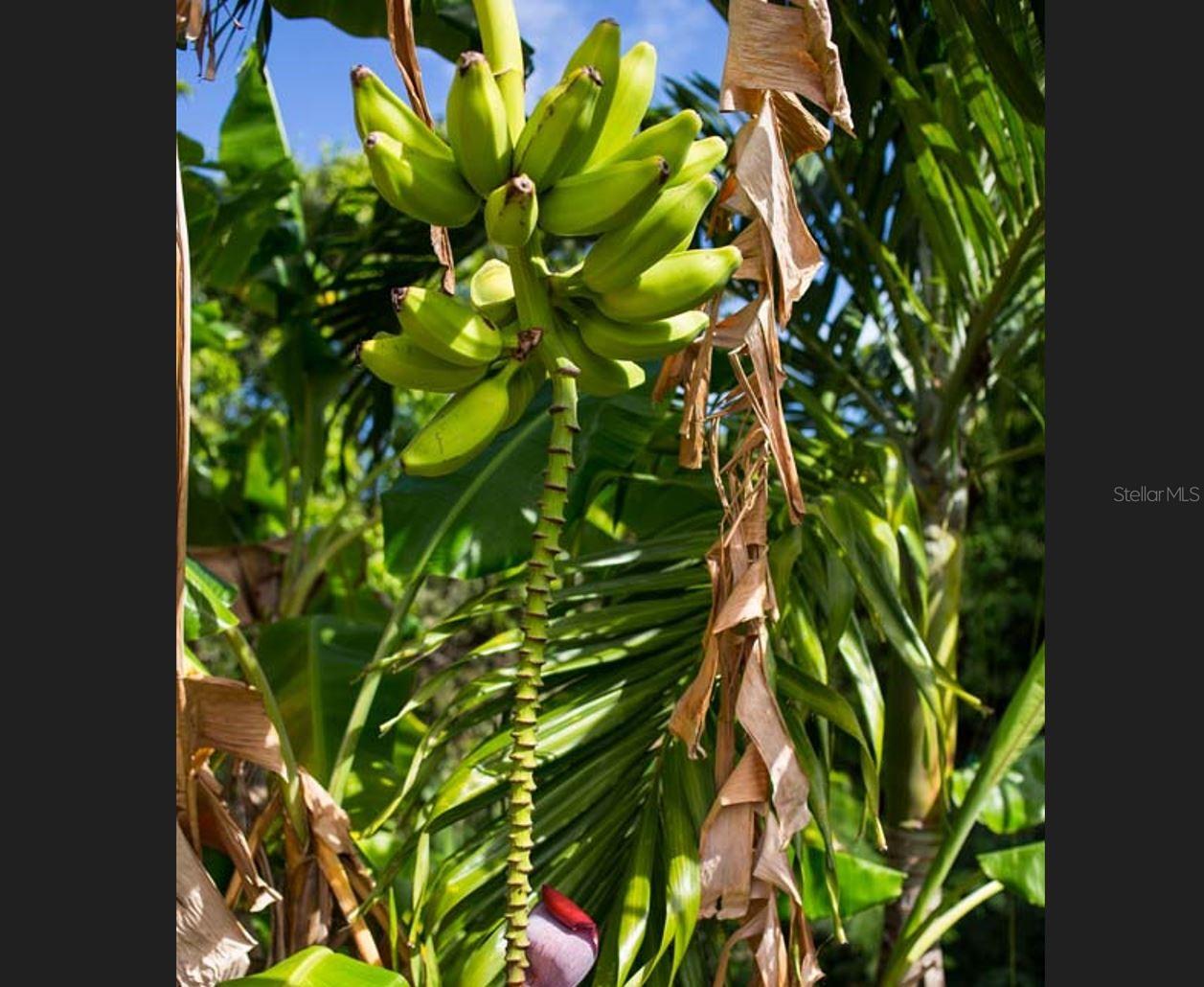 BARRIO FLAMENCO - Residential Income