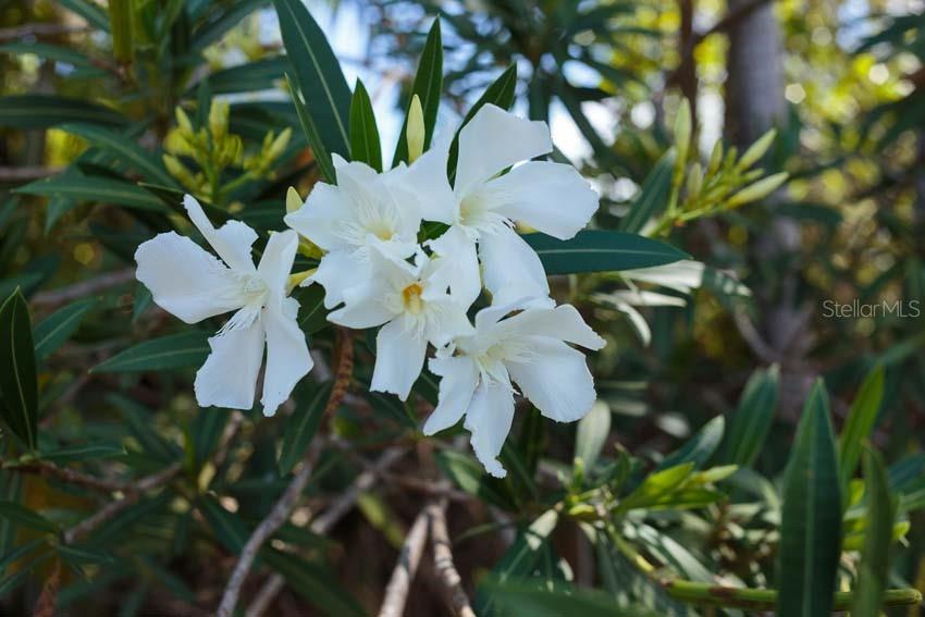 BARRIO FLAMENCO - Residential Income