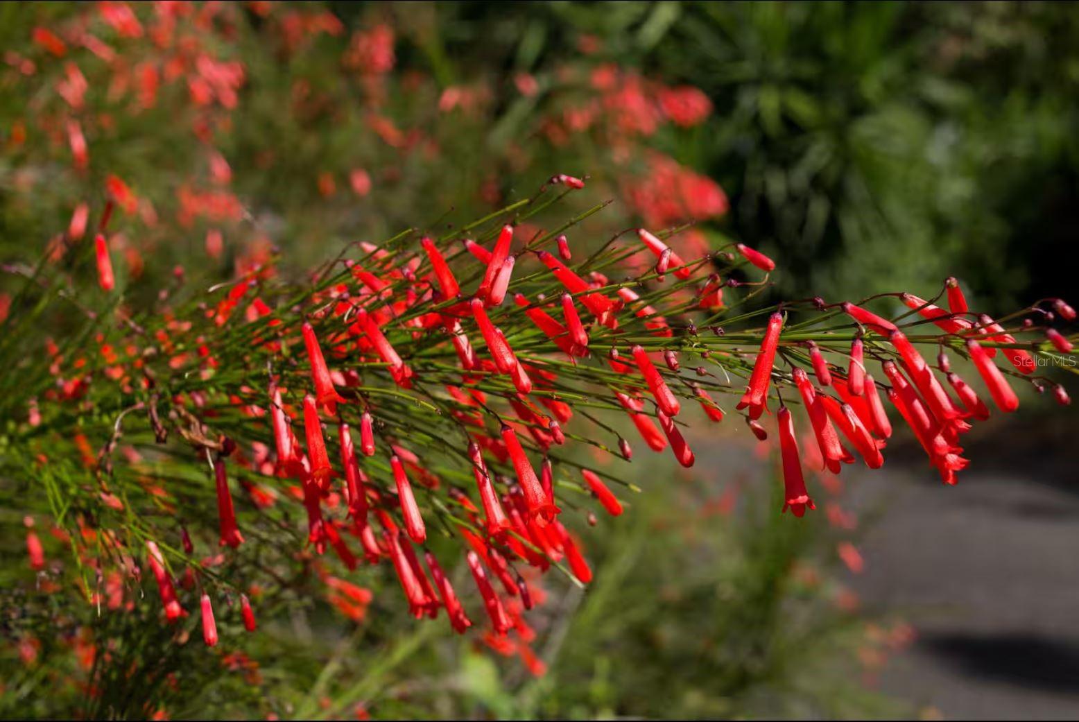 BARRIO FLAMENCO - Residential Income