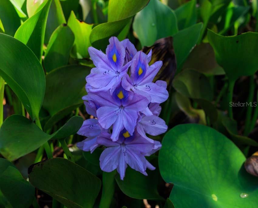 BARRIO FLAMENCO - Residential Income