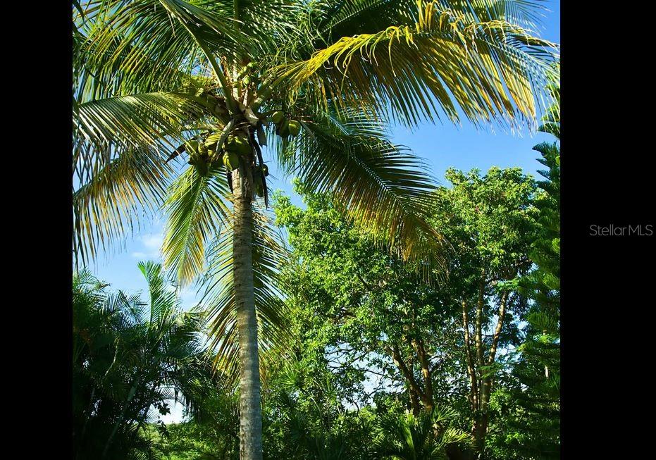 BARRIO FLAMENCO - Residential Income