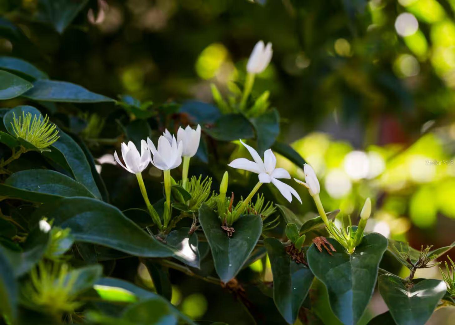 BARRIO FLAMENCO - Residential Income