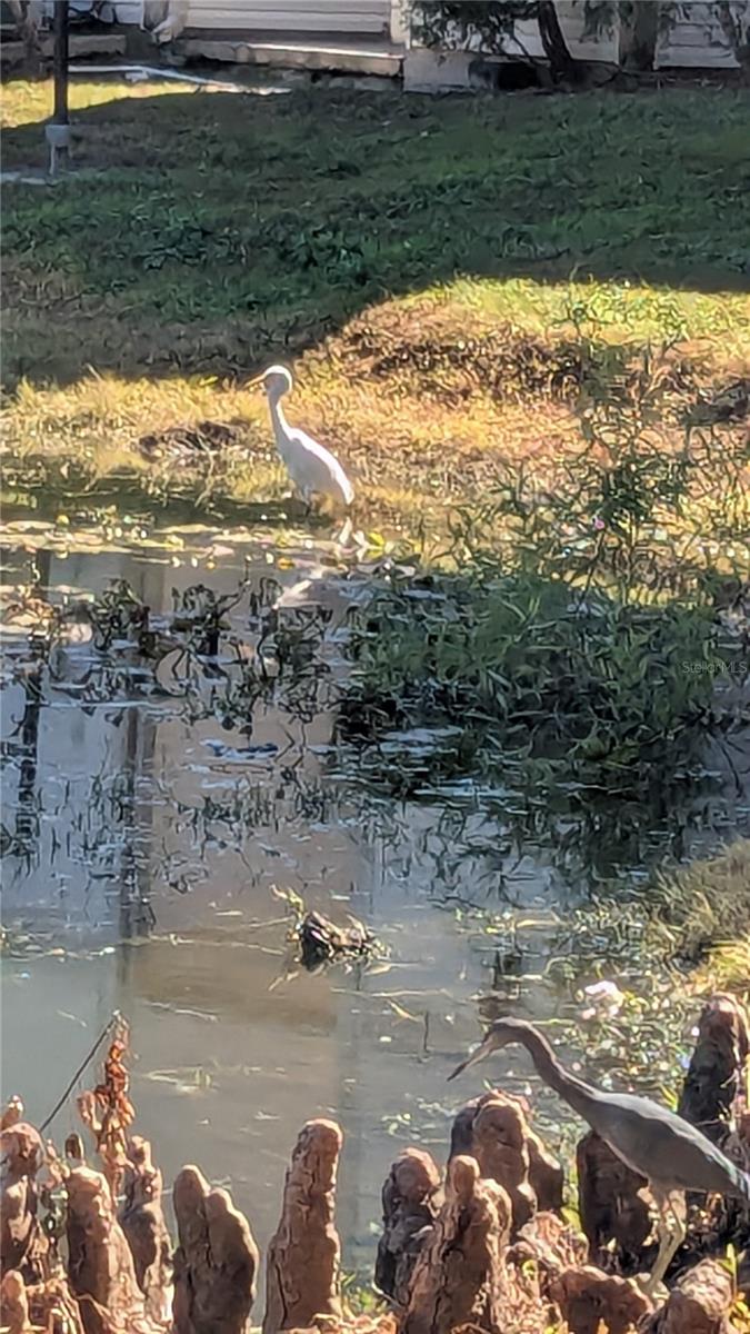 PLAZA/MILLENIUM - Residential