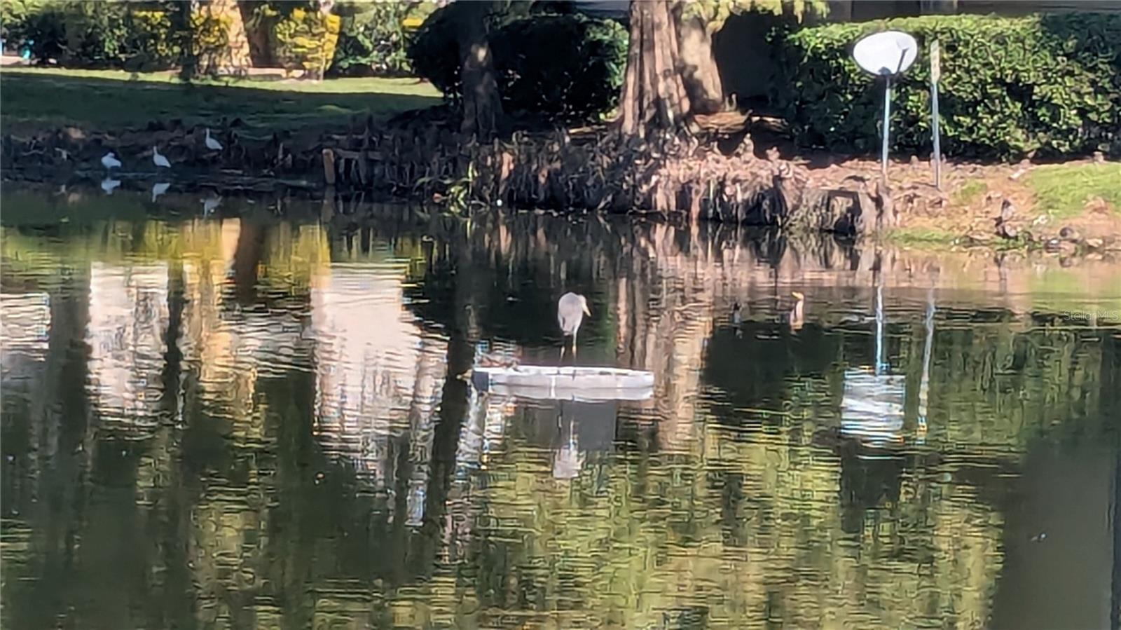 PLAZA/MILLENIUM - Residential