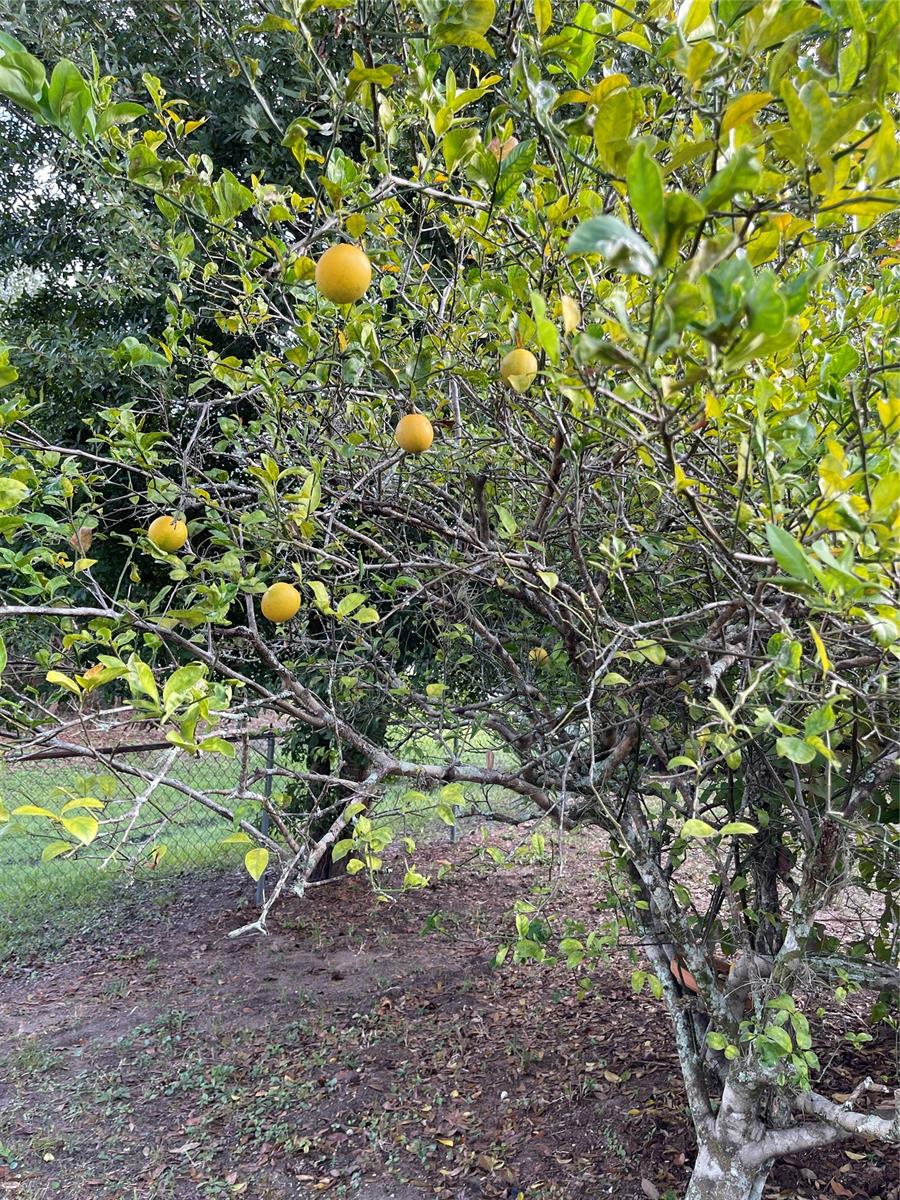 Florida Shores 01 - Residential