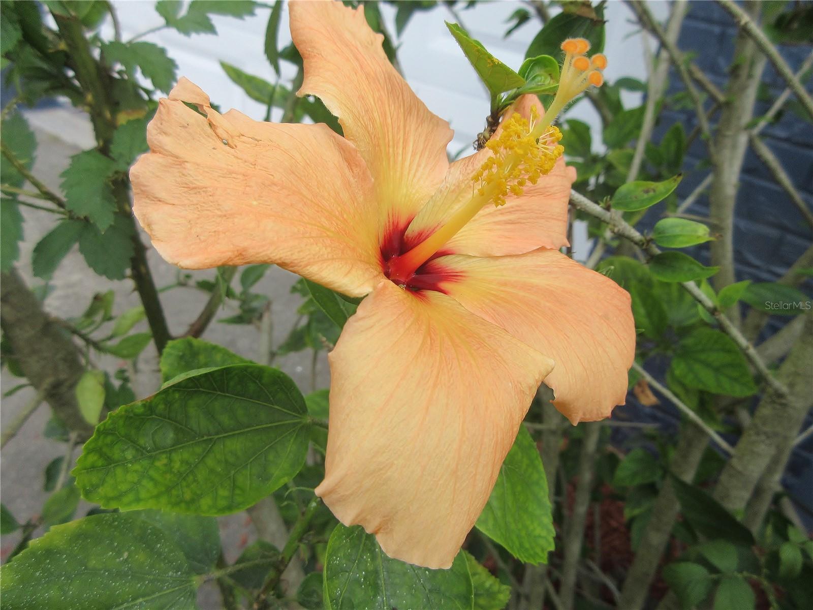 SILVER SPGS WOODS - Residential