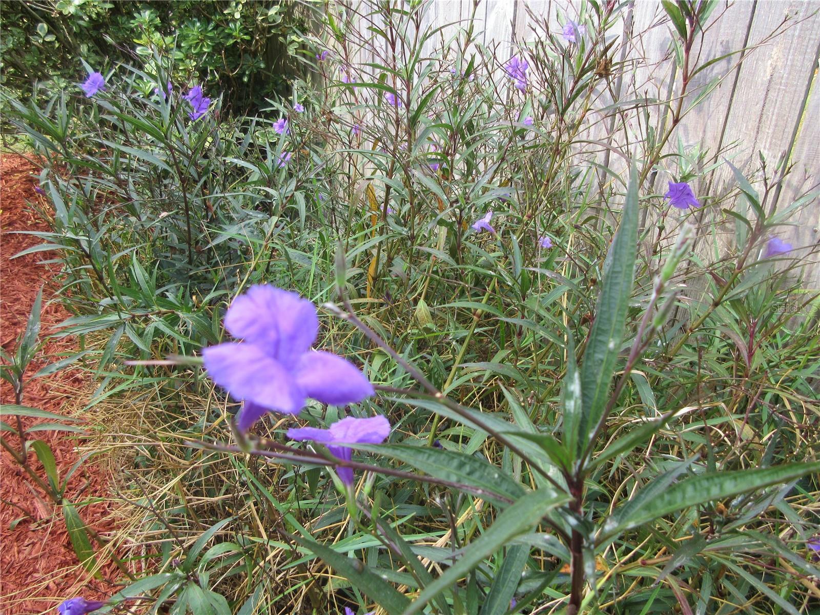 SILVER SPGS WOODS - Residential