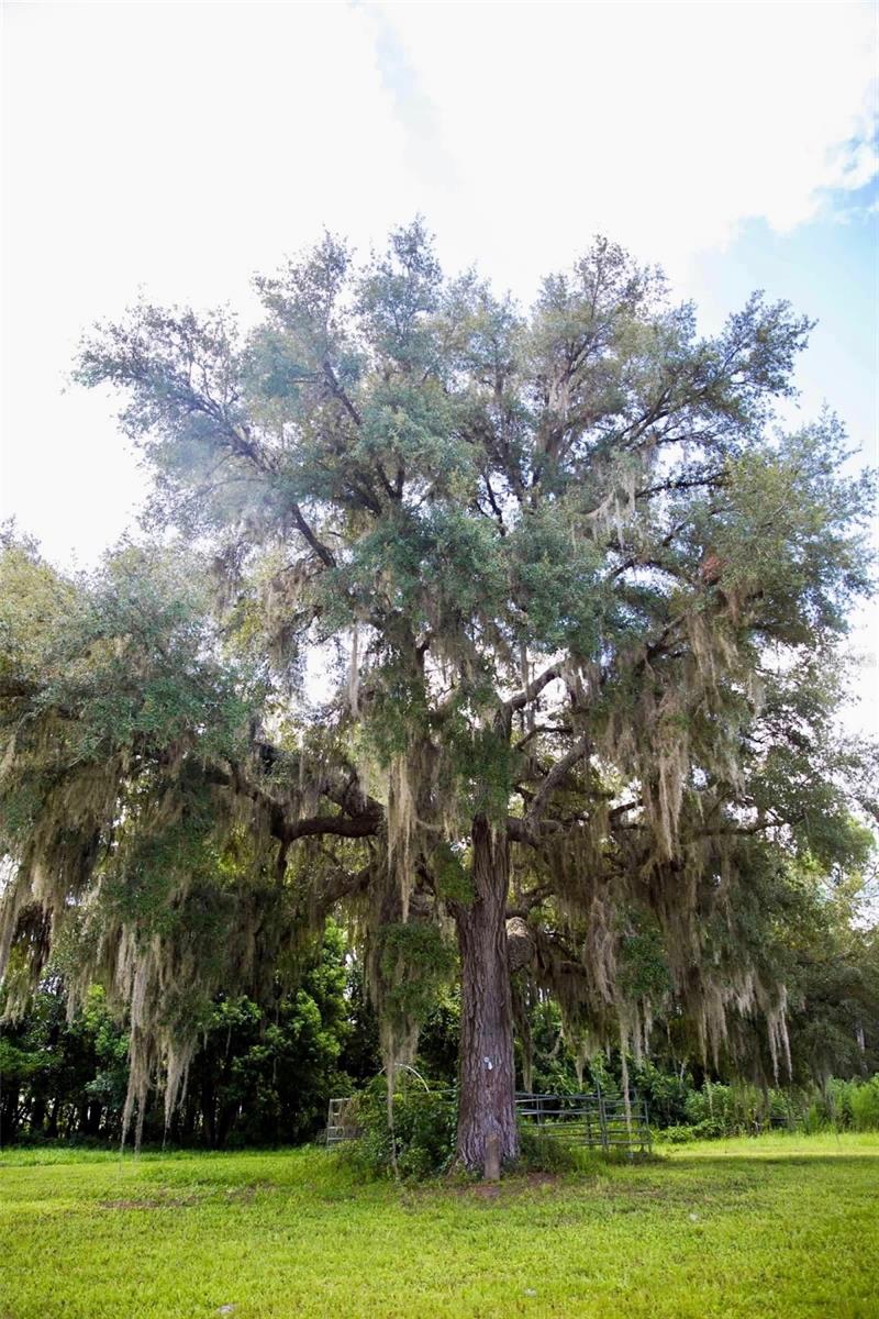 PIERSON ACREAGE - Residential