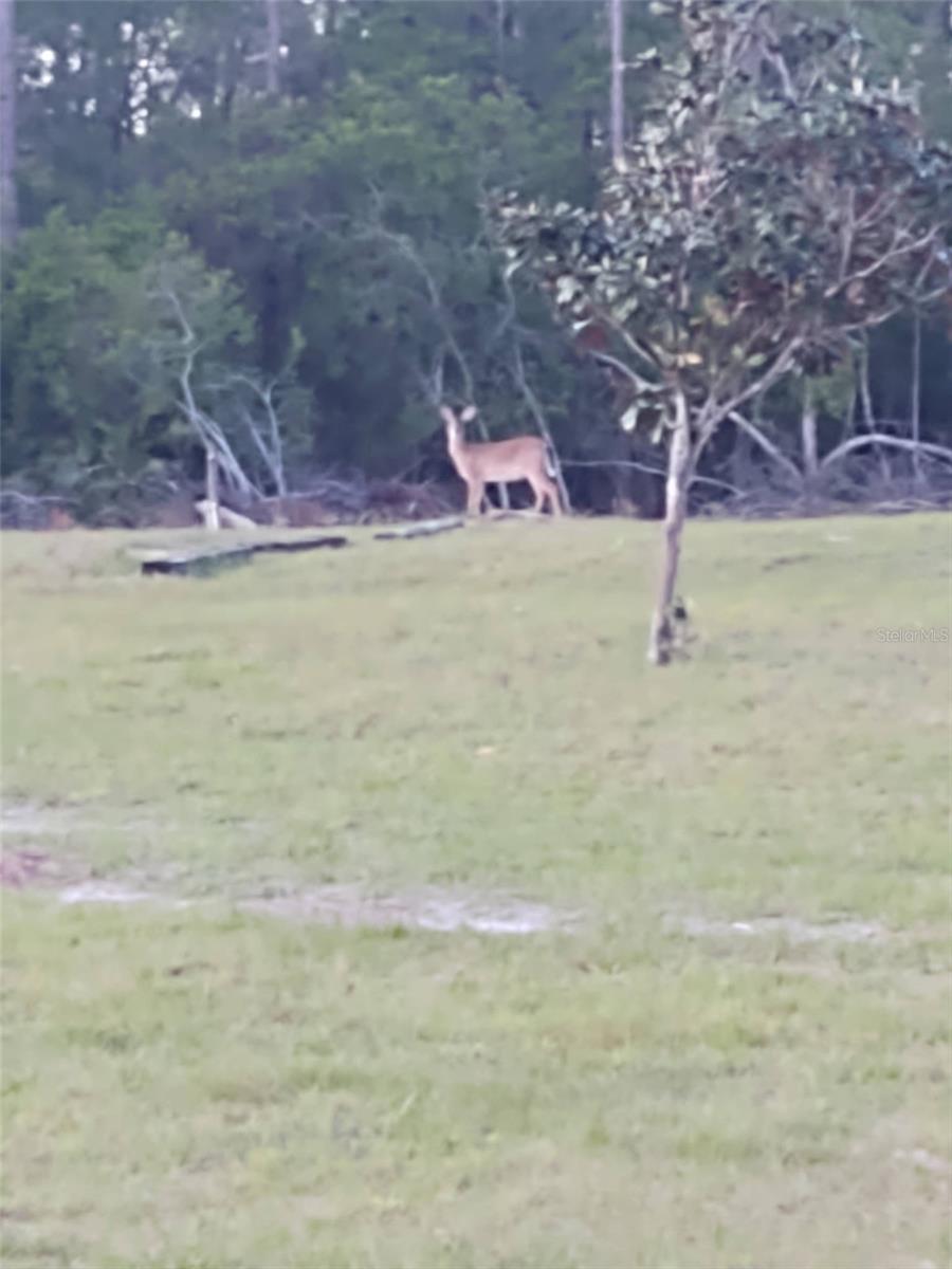 PIERSON ACREAGE - Residential