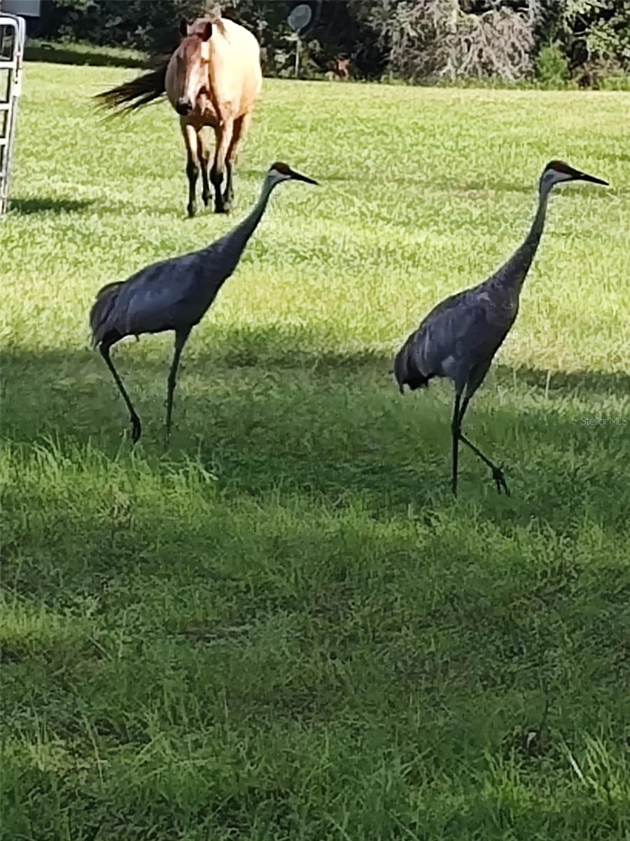 PIERSON ACREAGE - Residential