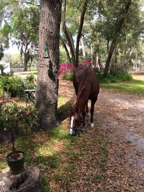 Tiny photo for 23404 Hobdy Road, Sorrento, FL 32776 (MLS # O6387107)