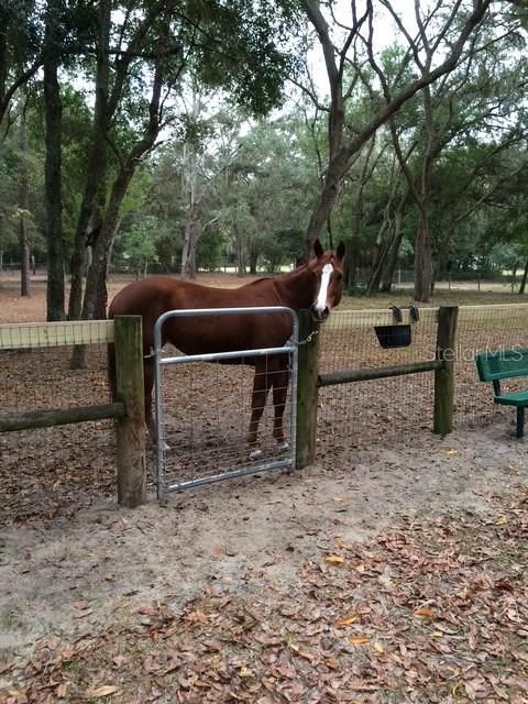 Tiny photo for 23404 Hobdy Road, Sorrento, FL 32776 (MLS # O6387107)