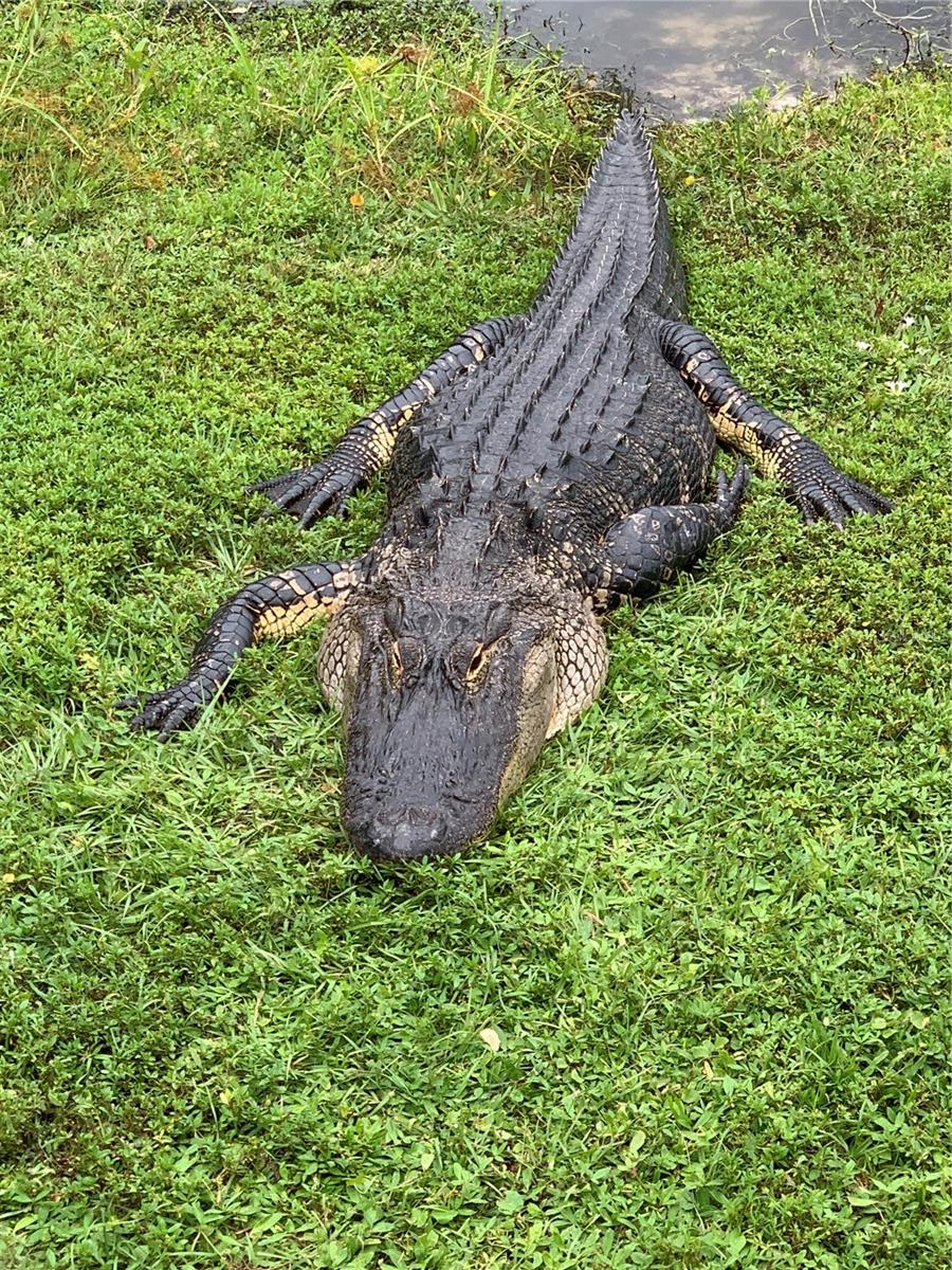 WESTCHESTER GARDEN & PLAN - Residential