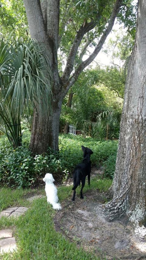 A home in PALM HARBOR