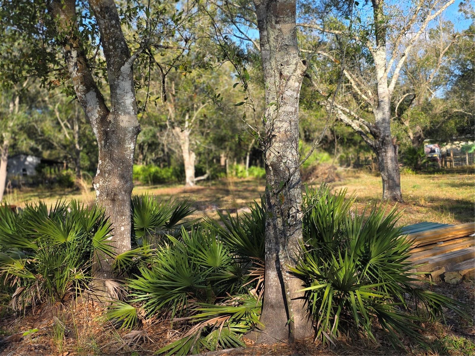 MEADOWS/ARCADIA - Land