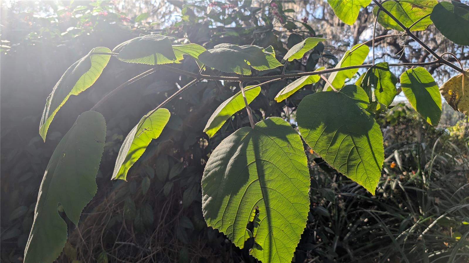 NON SUB - Residential