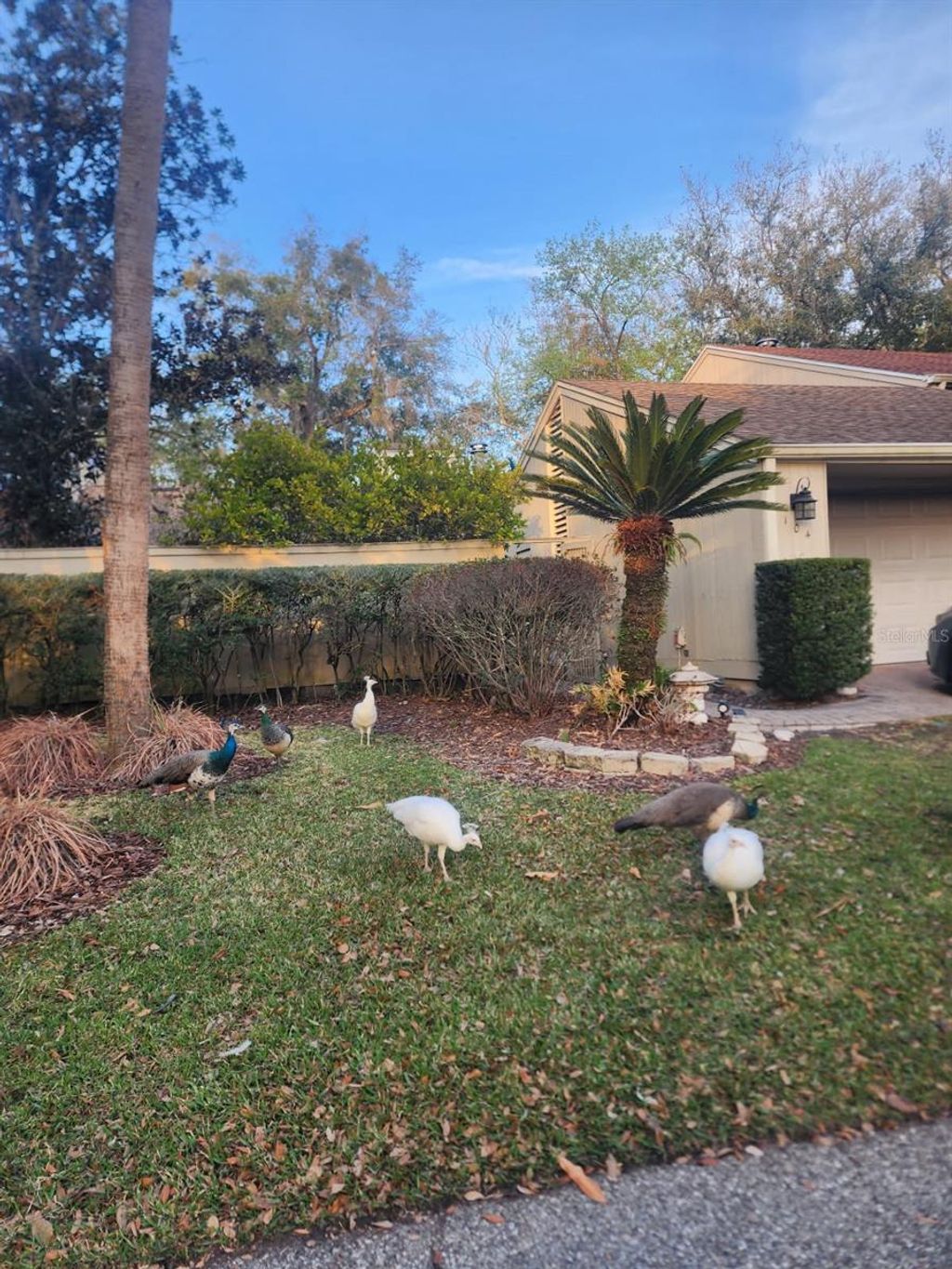 Photo of 104 Juniper Lane, Longwood, FL 32779 (MLS # O6383969)