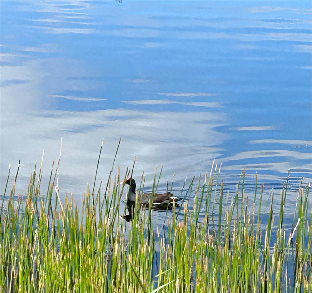 WATERSIDE CLUB III AT HERITAGE OAK PARK - Residential