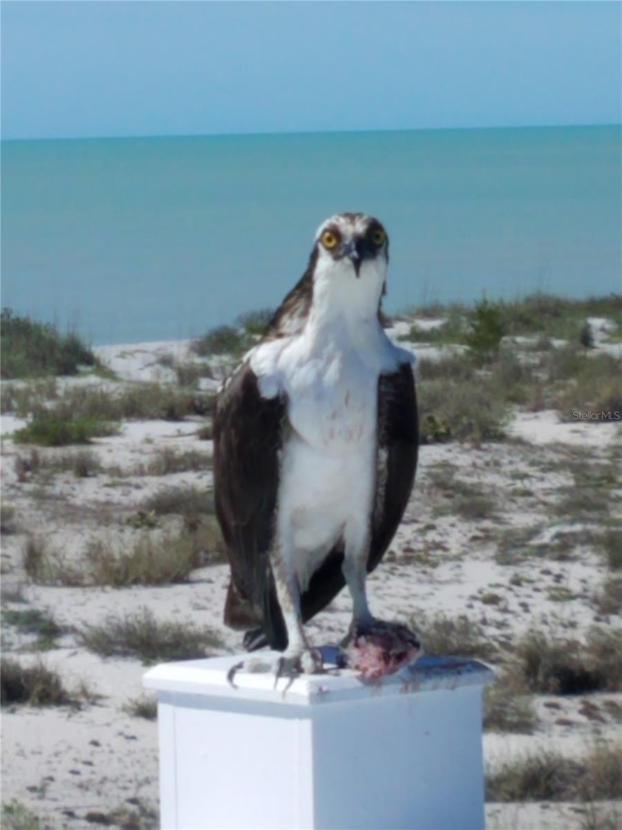 PALM ISLAND ESTATES UNIT 4 - Land