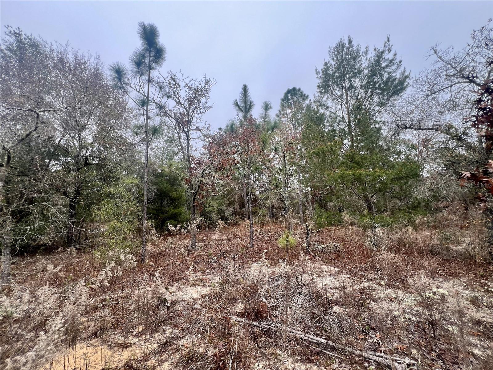 CITRUS SPGS UNIT 11 - Land