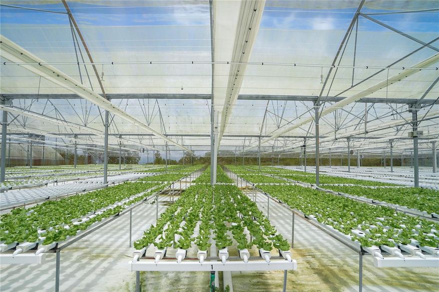 Discover 57 acres of fertile land in the heart of Lares, home to a fully operational lettuce production and distribution business. This rare offering includes all equipment, trucks, heavy machinery, established client base, and active distribution routes—making it a true turnkey agribusiness investment. With strong demand for fresh produce and room to expand beyond lettuce, the potential here is immense—perfect for investors, entrepreneurs, or agribusiness professionals looking to step into a profitable, scalable operation in Puerto Rico’s agricultural hub.
Highlights: 57 acres of prime farmland, established lettuce production & distribution, full inventory: trucks, heavy equipment, irrigation systems & more, loyal clientele + proven distribution routes, expansion potential into new crops and markets. Location: Lares, Puerto Rico – a region known for rich soil, steady climate, and agricultural heritage. Don’t miss this chance to own a thriving agricultural business with land, infrastructure, and income streams in place.