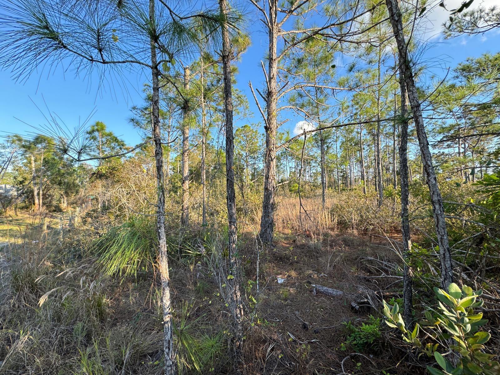 Land for sale in the desirable Charlotte Ranchettes – 1.25 Acres with Electricity Available!
Are you looking for a spacious, peaceful, and build-ready property? This land is the perfect opportunity!
Prime location – 1.25 acres – ideal for a home, farm, or investment.
Electricity already available on the property.
Ample space for growing, raising, or enjoying leisure activities.
Easy access and a growing neighborhood.
Imagine building your dream home or investing in a space with great appreciation potential! Land with this size and ready infrastructure is increasingly rare.
Affordable price, contact us now for more information or to schedule a visit!