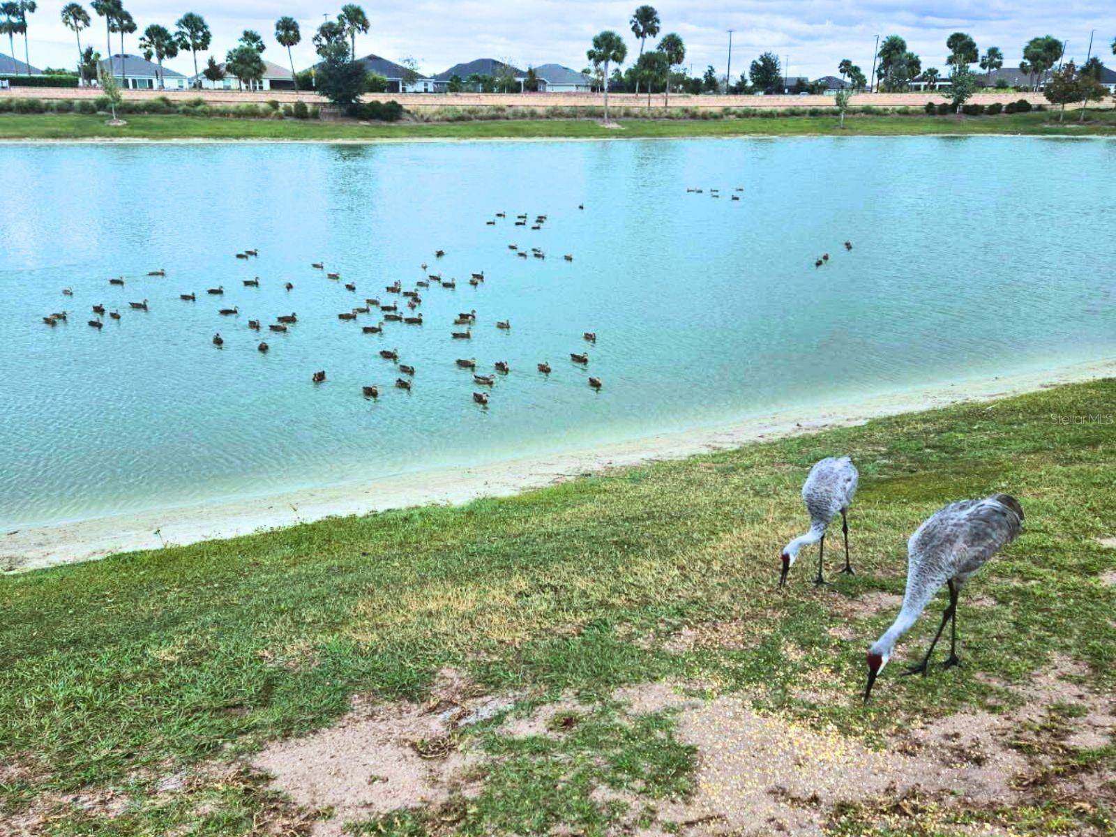 THE VILLAGES - Residential