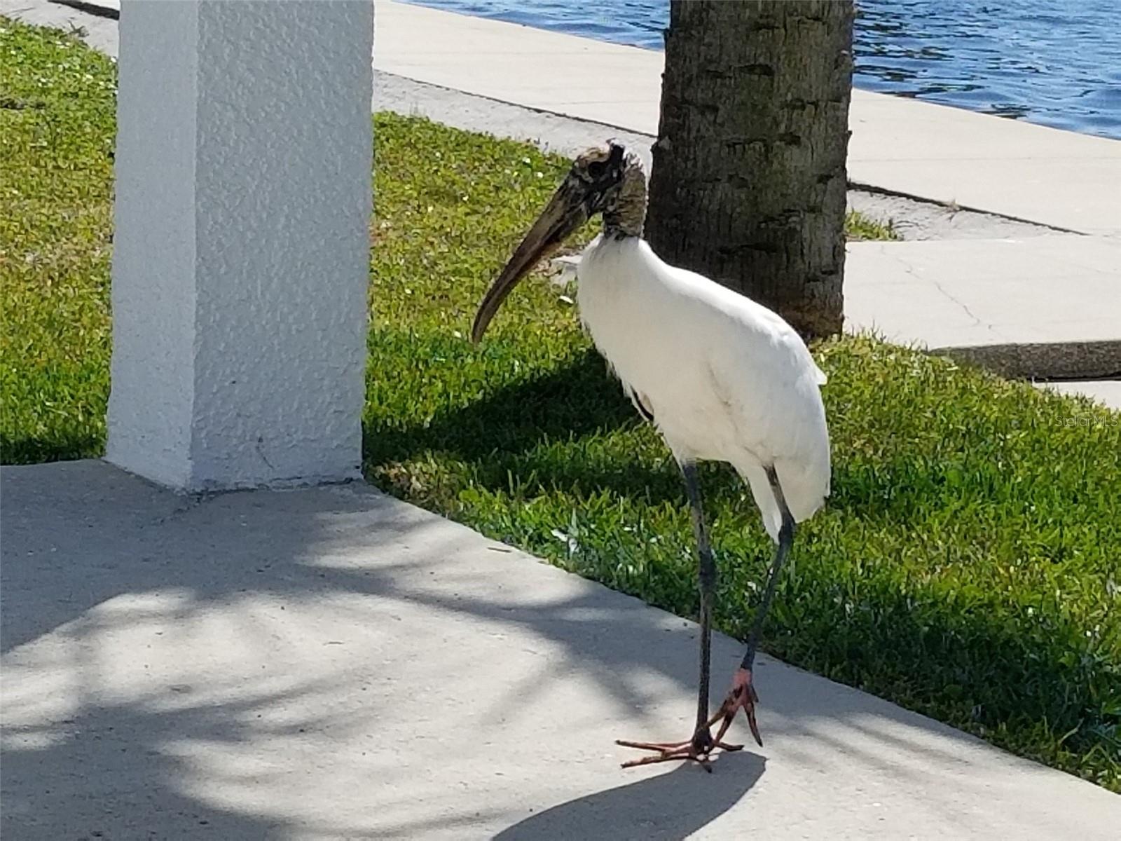 DRIFTWOOD ISLES - Residential