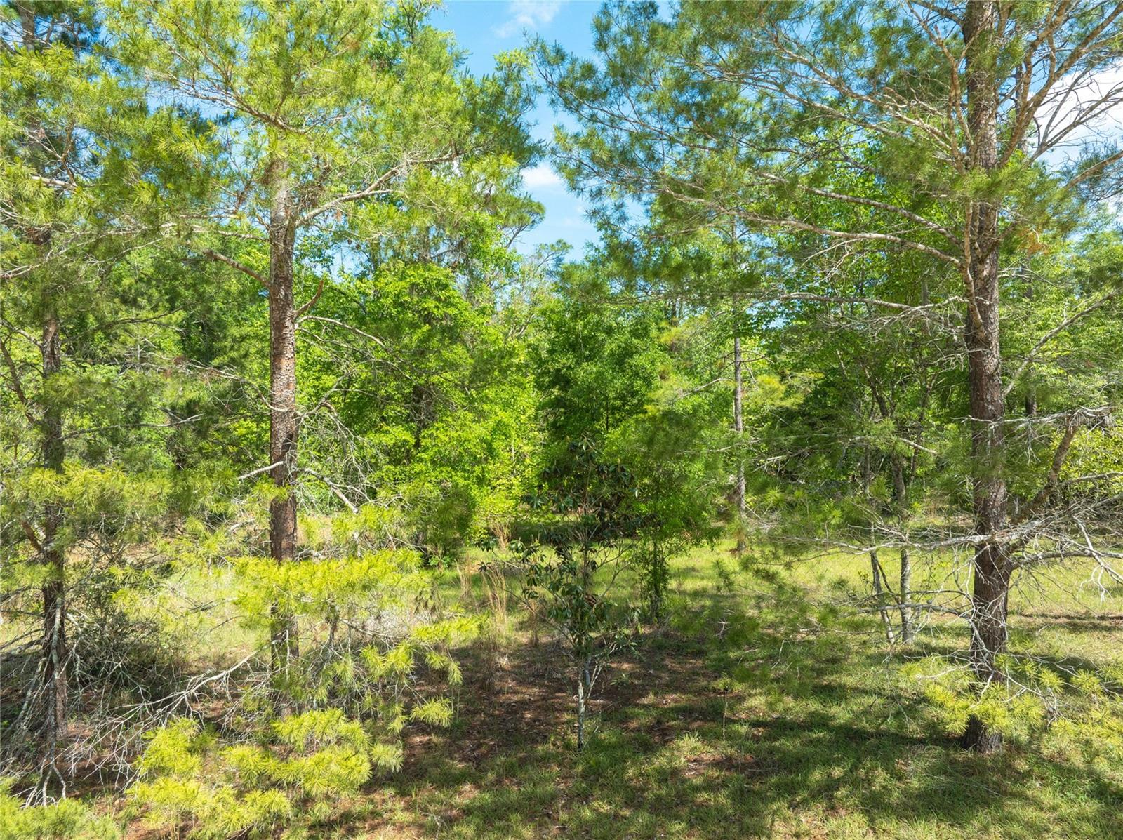 BRANNEN FARMS - Land