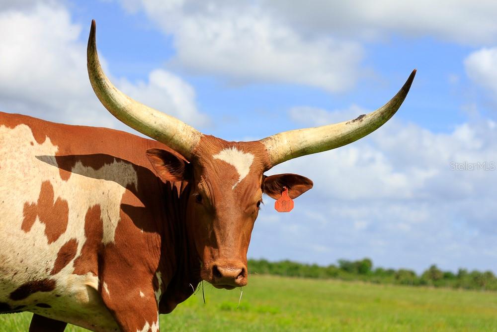 OUTDOOR RESORTS RIVER RANCH RV RESORT PH 04 - Land