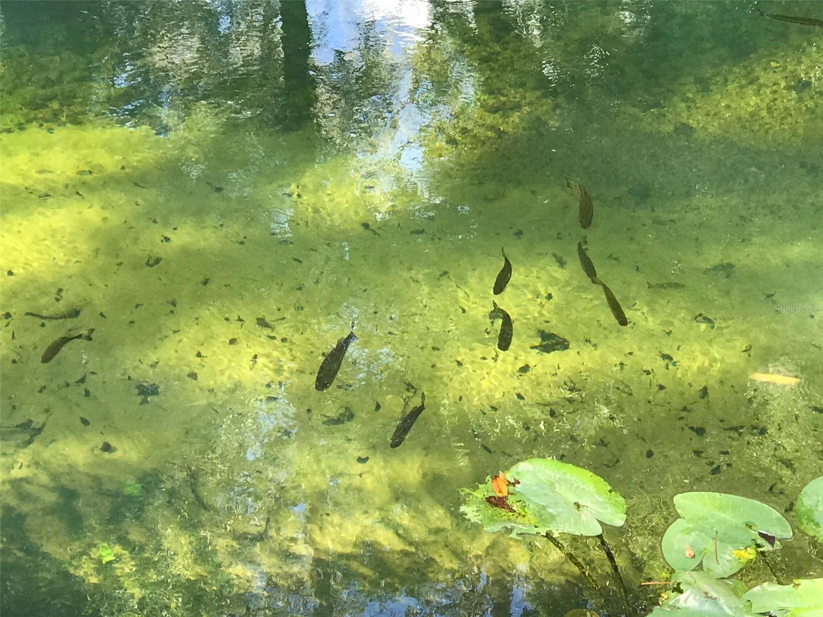 EUGENE RANDLE PROP - Residential