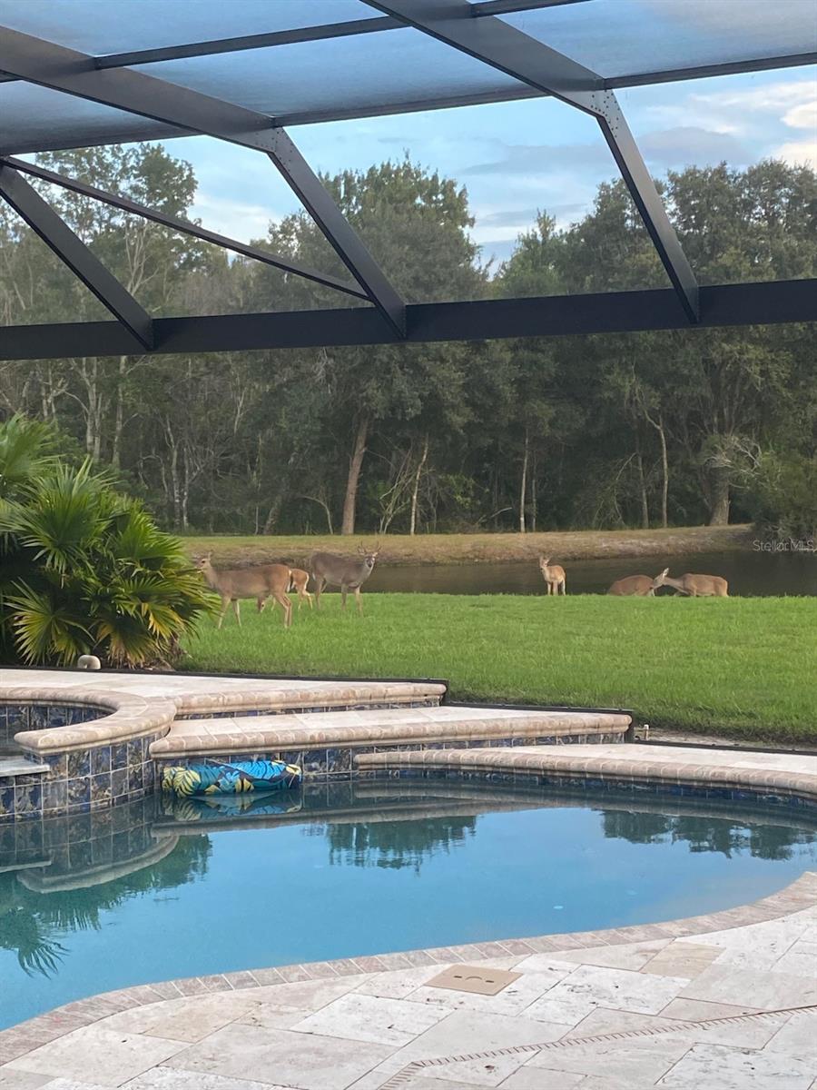 CALUSA TRACE UNIT FIVE PH - Residential