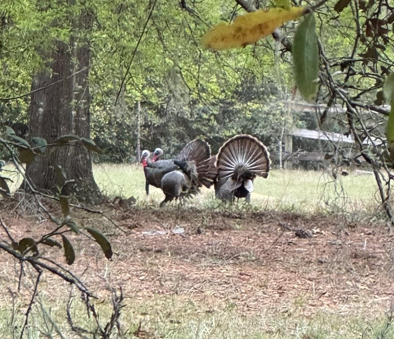 CORONADO - Residential