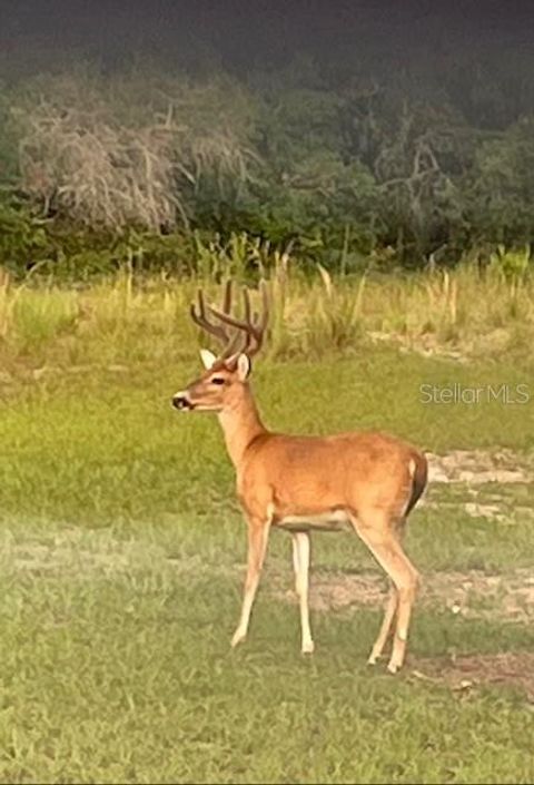 Tiny photo for 14020 SE 106th Street, Ocklawaha, FL 32179 (MLS # G5109590)