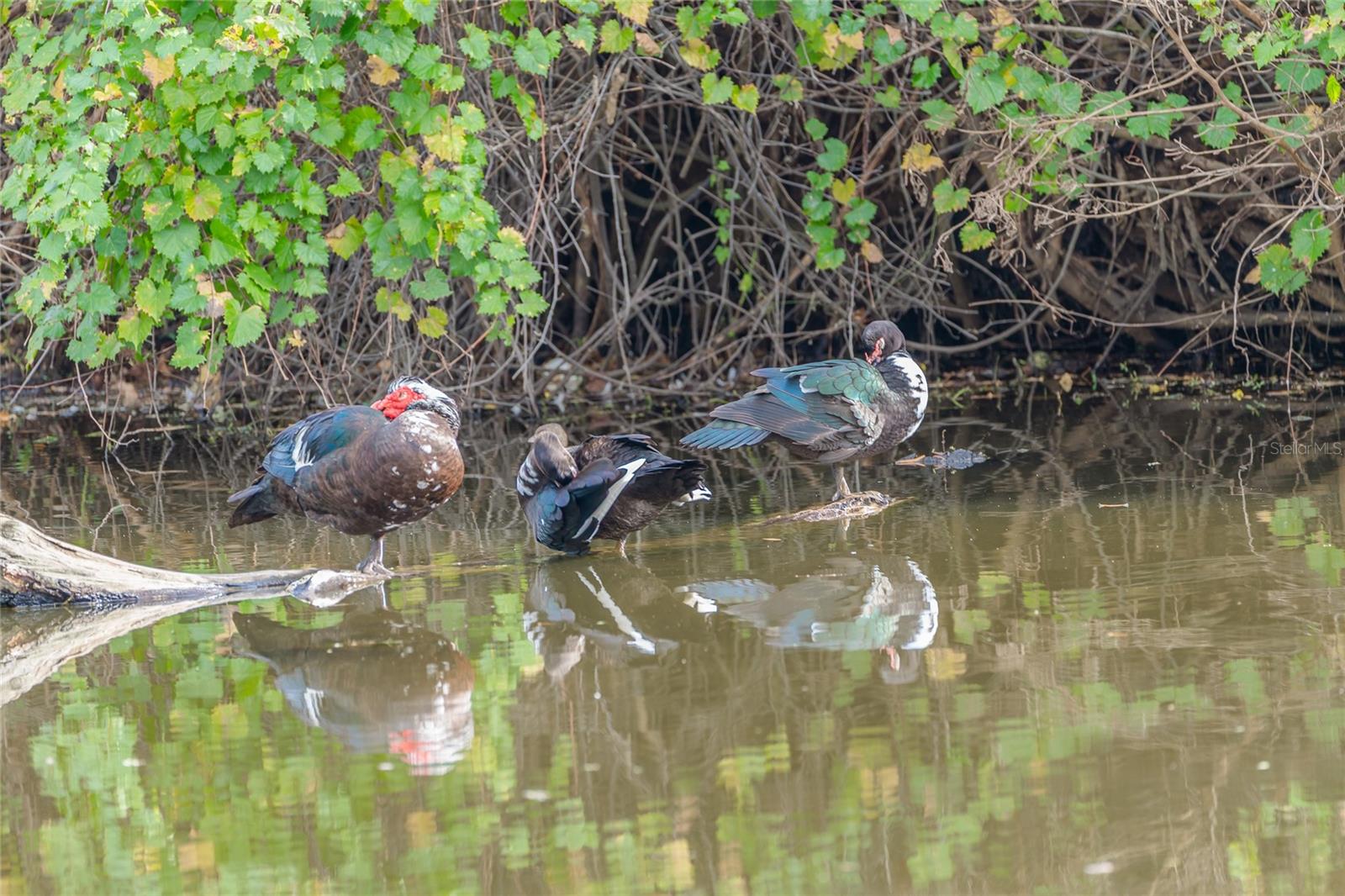 CARROLLWOOD VILLAGE SEC ON - Residential