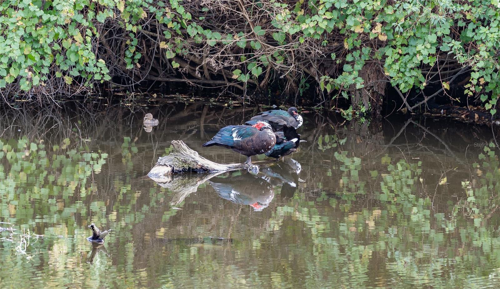 CARROLLWOOD VILLAGE SEC ON - Residential