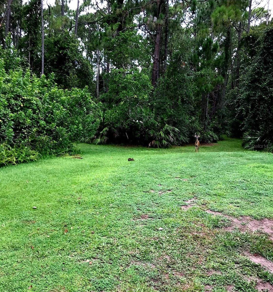 NARCOOSSEE NEW MAP - Land